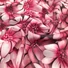 Kép 1/3 - Barbi, Digital Print – Pink színű nagy margaréta mintával