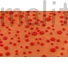 Kép 4/4 - Lágy tüll – Piros színben, bársony pöttyös mintával