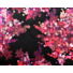 Kép 4/5 - Kötött kelme – Fekete alapon rózsaszín foltos mintával, FAKE MODAL